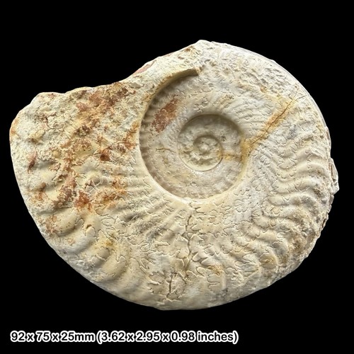 Hildoceras fossil ammonite - hildoceras,
