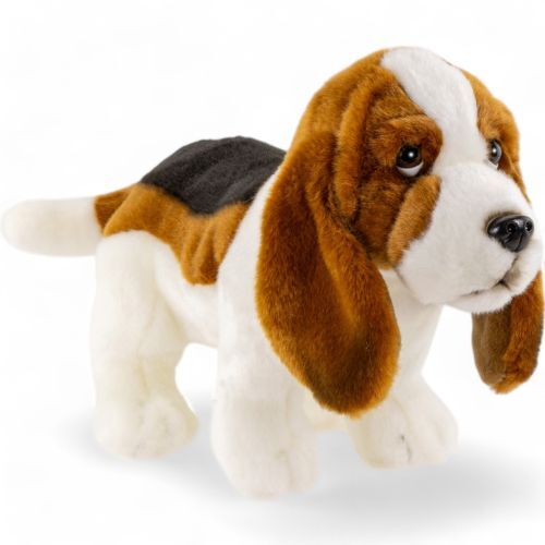 Basset dog standing approx - ., 32