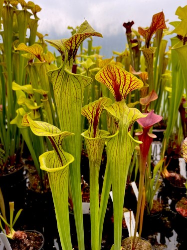 Sarracenia flava f87 - sarracenia,
