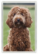 COCKAPOO CHOCOLATE HEAD STUDY DOG ART NOVELTY ACRYLIC FRIDGE MAGNET GREAT GIFT