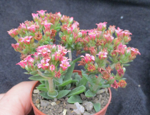 Crassula schmidtii stunning - crassula,