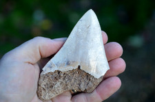 LOVELY  GENUINE   MEGALODON