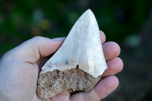 Lovely genuine megalodon - lovely,