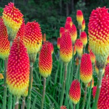 Kniphofia Flamenco / Red Hot Poker / Torch Lily In 9cm Pot, Bright Colours