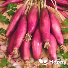 VEGETABLE SEEDS RED LONG ONION