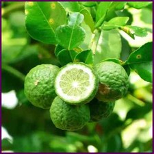 Kaffir Lime Citrus Half-Hardy Tree Citrus Indoor 1x 4 Litre Potted Plant 70-90cm