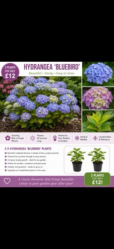 Hydrangea bluebird hardy - 2,