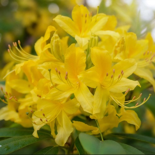 Rhododendron harvest moon - harvest,