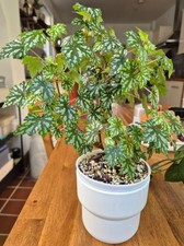 Begonia shepherdii/dregei