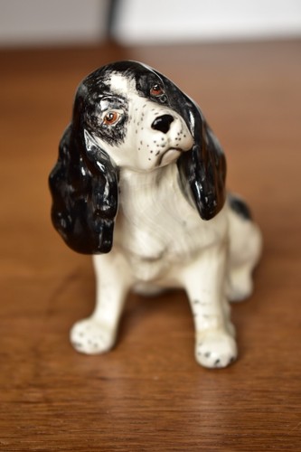 Rare springer cocker spaniel - /,