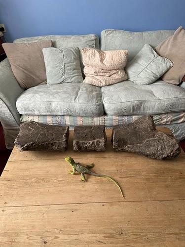 Dinosaur fossil large tibia - large,