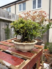 Japanese Satsuki Azalea Bonsai