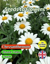 CHRYSANTHEMUM PERENNIAL SHASTA
