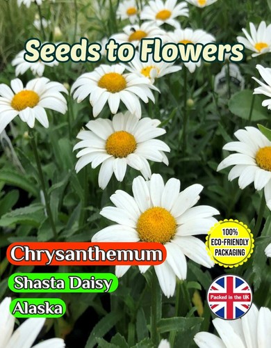 Chrysanthemum perennial shasta - chrysanthemum,