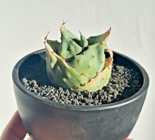 Agave ‘Yuanbao’ Rare