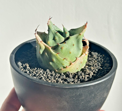 Agave yuanbao rare - ‘yuanbao’,