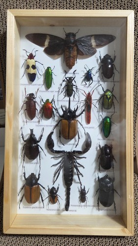 Rare mix insects display box - rare,