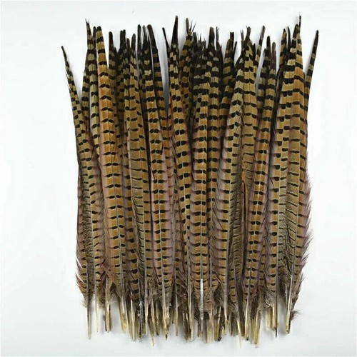 20x natural pheasant - 20x, tail