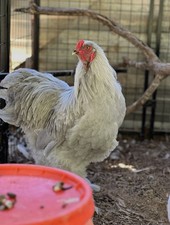 4+  Lavender Brahma Hatching