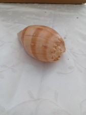 Real Sea Shell Ornament Decorative Fragile Decoration Home Loose Shells Variety