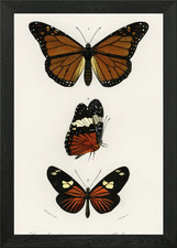 Different Types Of Butterf