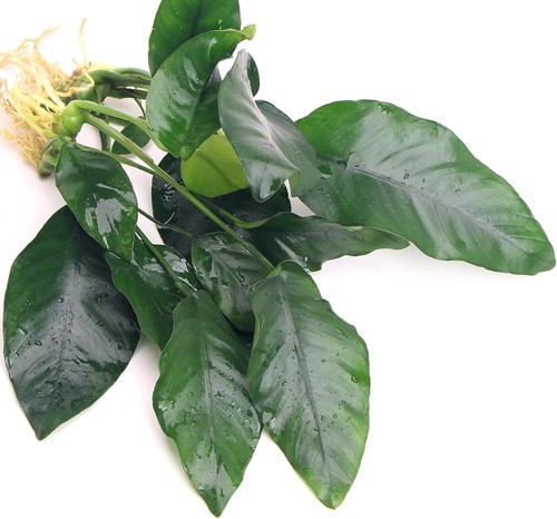 Anubias barteri var nana - 2x,