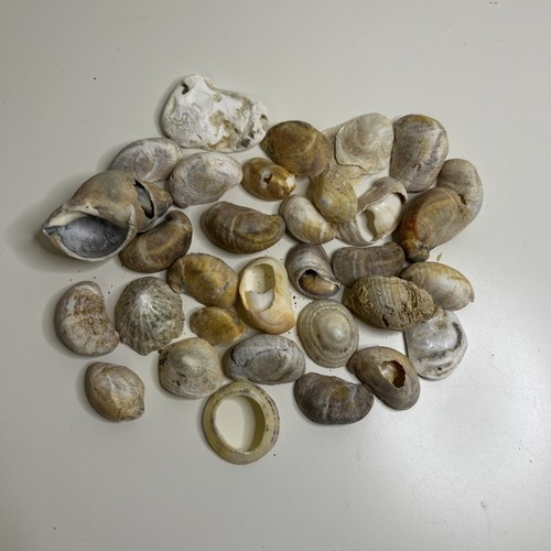 200g mixed shells sea - 200g,