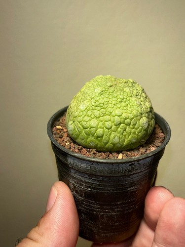 Pseudolithos cubiformis - cubiformis, x