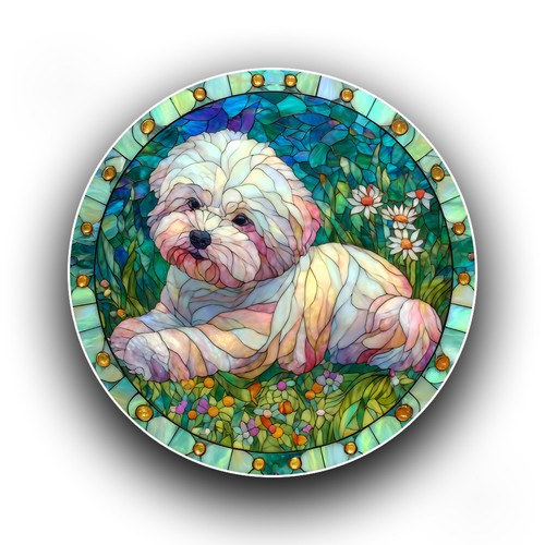 Bichon frise dog spring - frise,