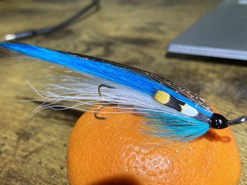 Sea trout salmon - sea,