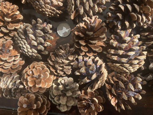 Pine cones - 25,