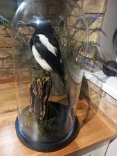 taxidermy. Magpie ( Pica Pica