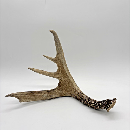 Vintage taxidermy elk - vintage, shed