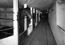 Some of new loose horse boxes