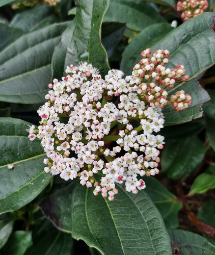 Viburnum davidii litre - viburnum, 3