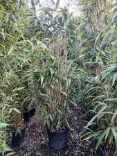 Japonica "Metake" 20L Approx 6ft Tall  Bushy Screening Bamboo Large Leaf 