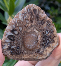 Petrified wood fossil thin