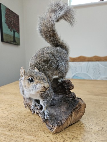 Taxidermy grey squirrel very - taxidermy,
