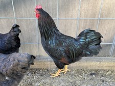 Barnevelder hatching eggs - , (12