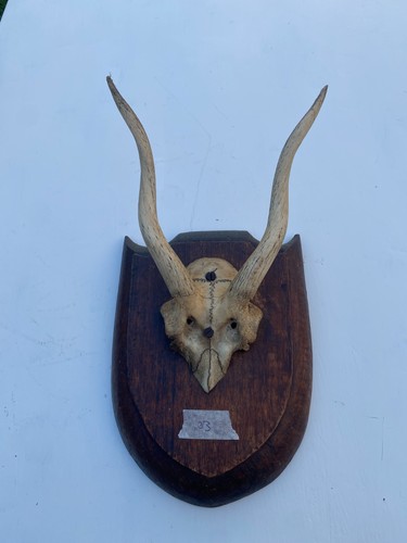Antique antelope horn cores - antique, on