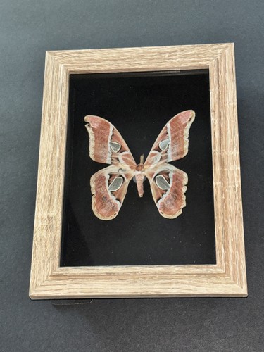 Butterfly moth real framed - real,