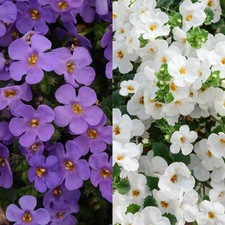 Bacopa in 9cm Pot - Trailing