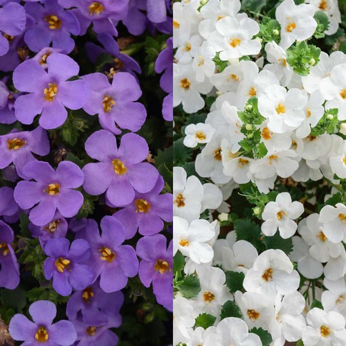 Bacopa 9cm pot trailing - pot,