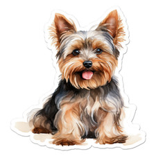 Yorkie Yorkshire Terrier