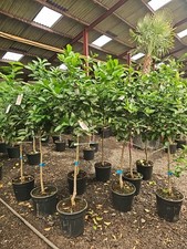 5-6ft Citrus X Latifolia
