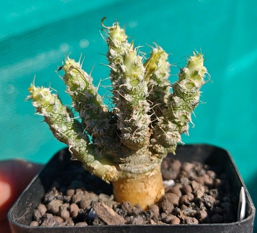 Euphorbia tulearensis - euphorbia,