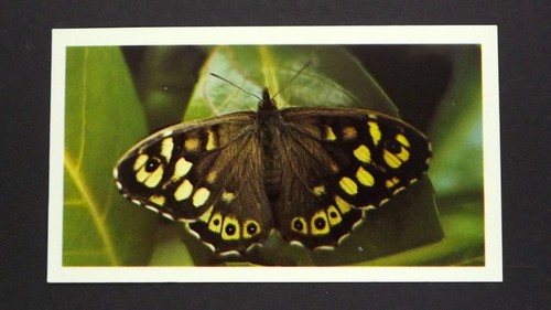 Grandee cigar card - 1,
