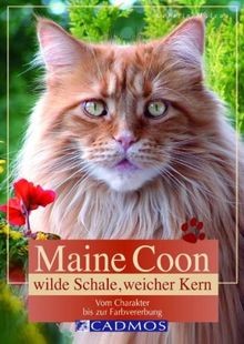 Maine coon wilde schale - maine, coon: