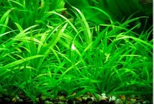 Amazon Sword Tropical