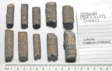 X10 Ancient Original Fossil Crinoids Sea Lily Stems Lower Carboniferous period